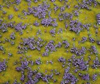 L/Scape Segment Flowering Meadow Violet