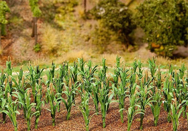 Maize Plants