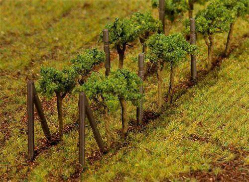 Vines