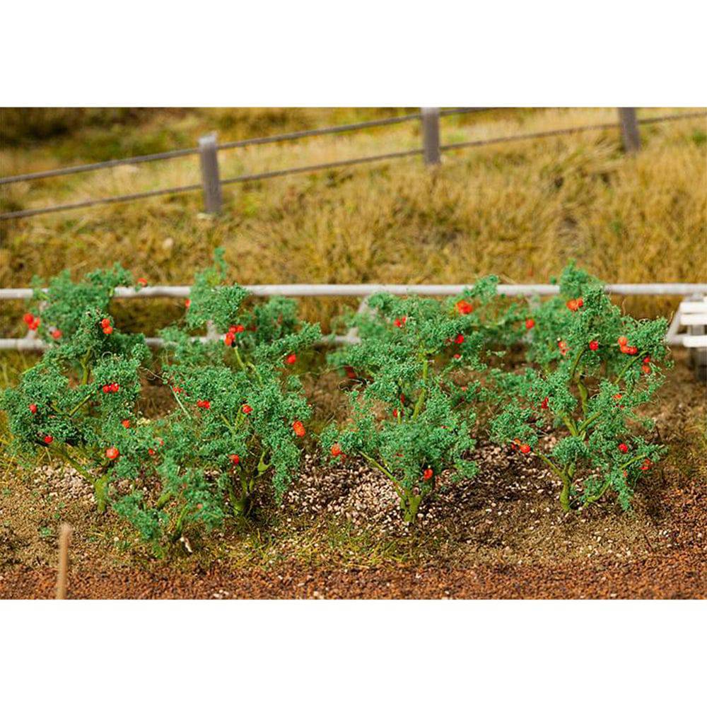 18 Tomato plants