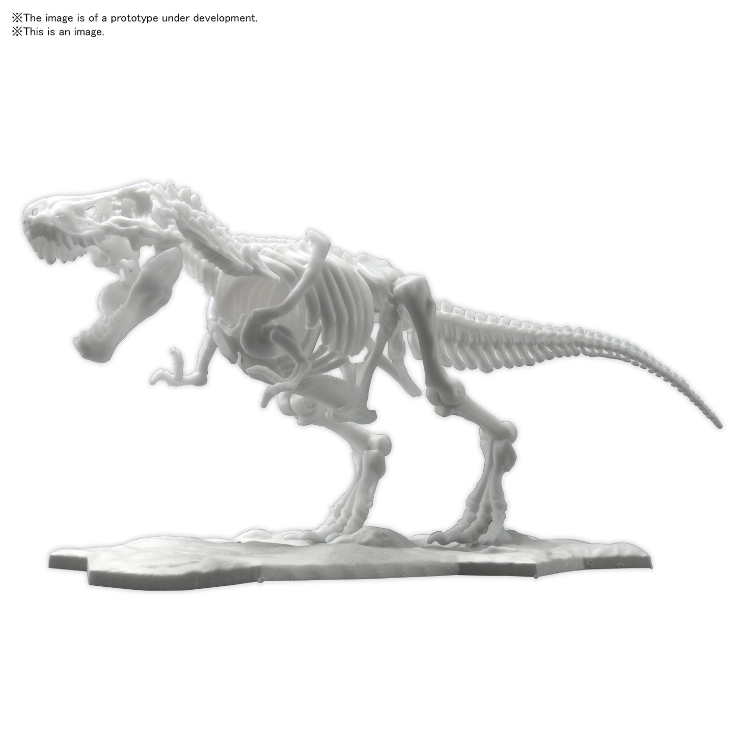 DINOSAUR MODEL KIT LIMEX SKELETON Tyrannosaurus