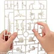 Pokemon Model Kit Fossil Pokemon Series Tyrantrum