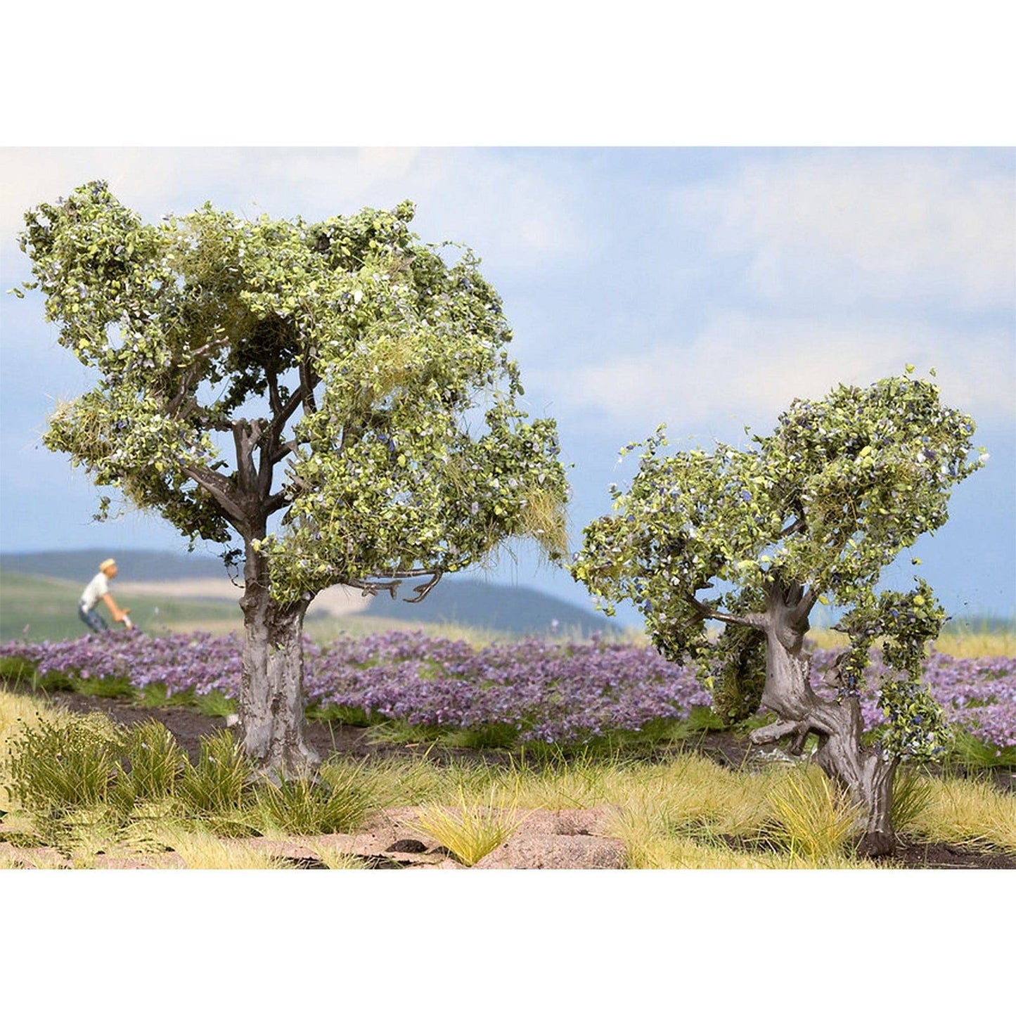 Olive Trees 2 6cm and 9cm