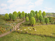 Deciduous Trees