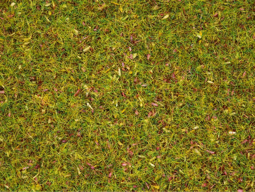 Scatter Grass Flowering Meadow 20g